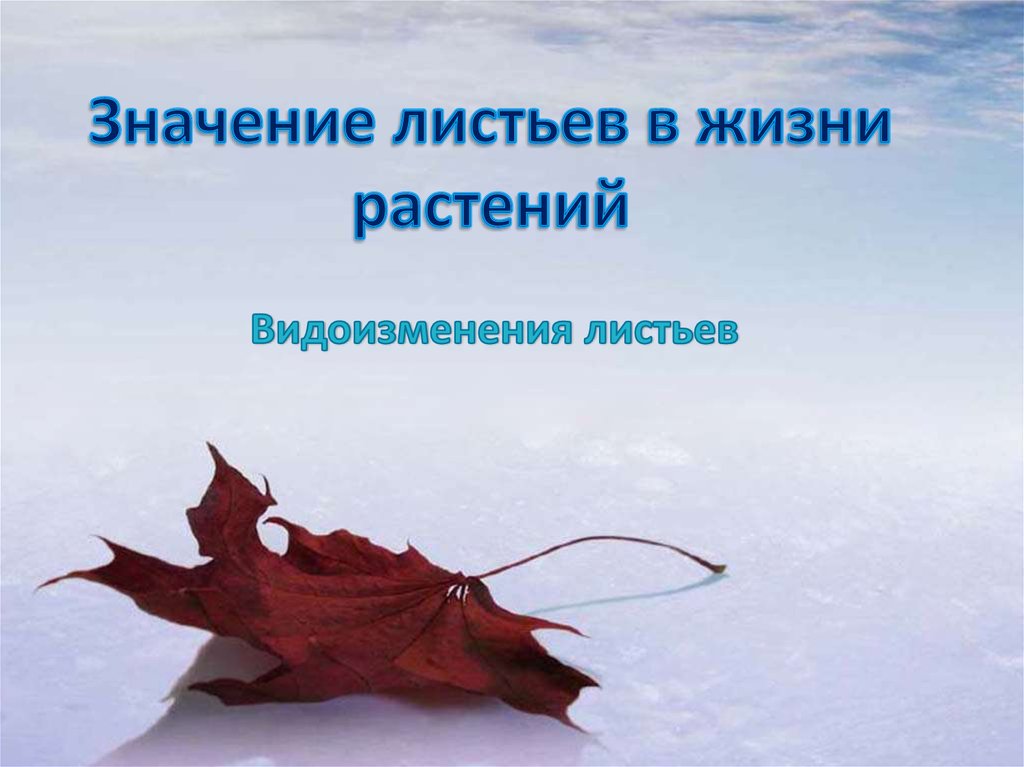 Значение листа в жизни. Значение листа в жизни растения. Значение листьев в жизни. Роль листьев в жизни растений. Значение листьев в жизни растений.