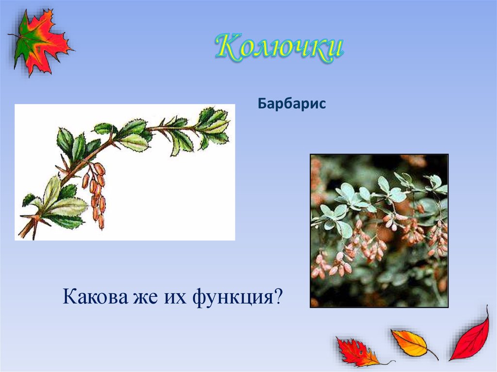 Колючки барбариса это видоизмененные. Колючка барбариса это видоизменение. Видоизменение листа барбариса. Барбарис видоизменение листьев. Колючки барбариса.