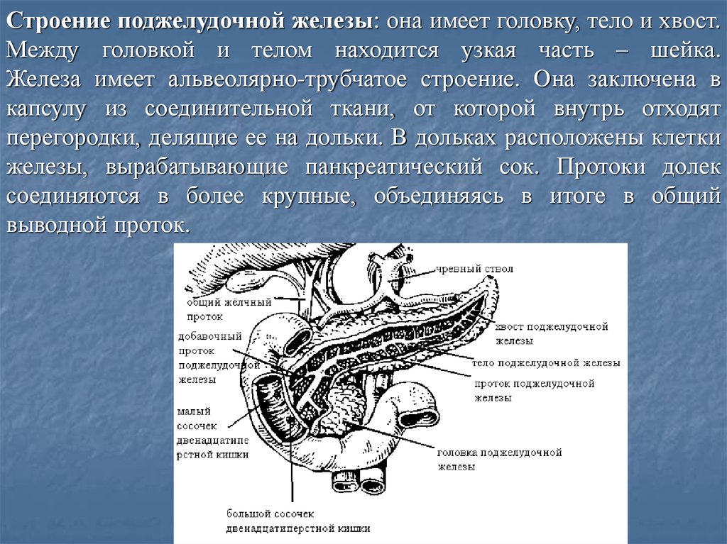 Каково внутреннее строение поджелудочной железы. Анатомическое строение поджелудочной железы человека. Анатомия протока поджелудочной железы. Схематическое изображение поджелудочной железы, вид спереди. Санториниев проток поджелудочной железы.