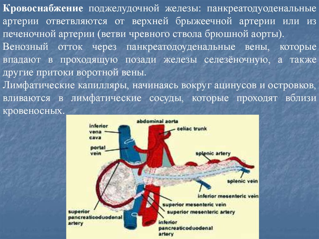 Поджелудочная железа кровоснабжение