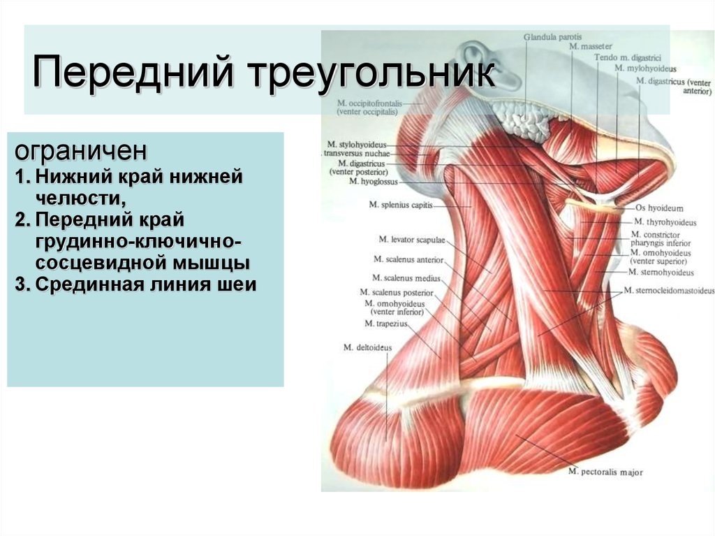 Нижняя треть шеи. Мышцы передней поверхности шеи анатомия. Топография мышц шеи. Треугольники передней области шеи. Мышцы нижней челюсти анатомия.