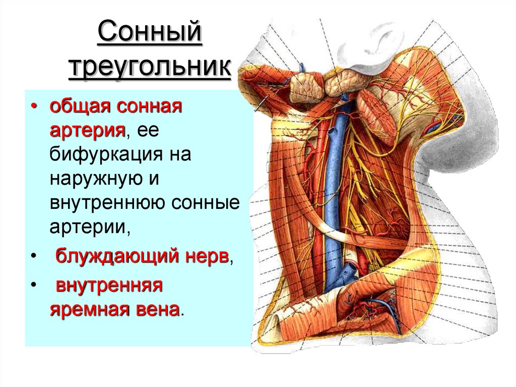 Треугольники шеи презентация