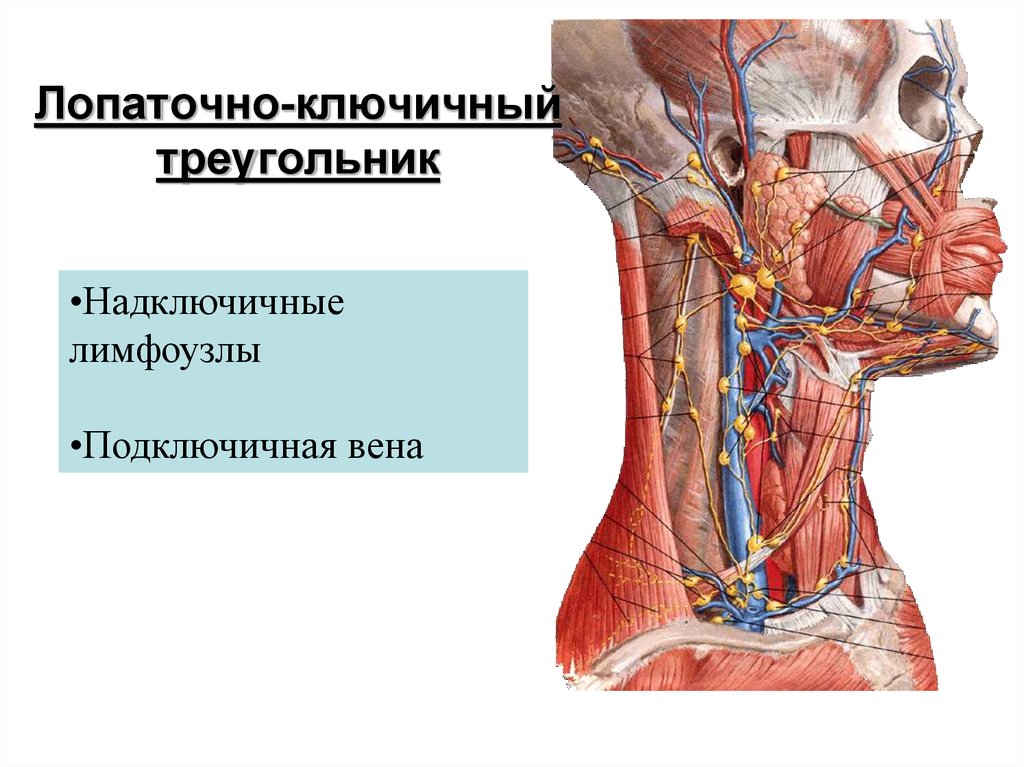 Лимфоузлы и мышцы. Лопаточно-ключичный треугольник топографическая анатомия. Лопаточно трапециевидный треугольник шеи. Лопаточно ключичный треугольники шеи анатомия. Лопаточно ключичный апоневроз Рише.