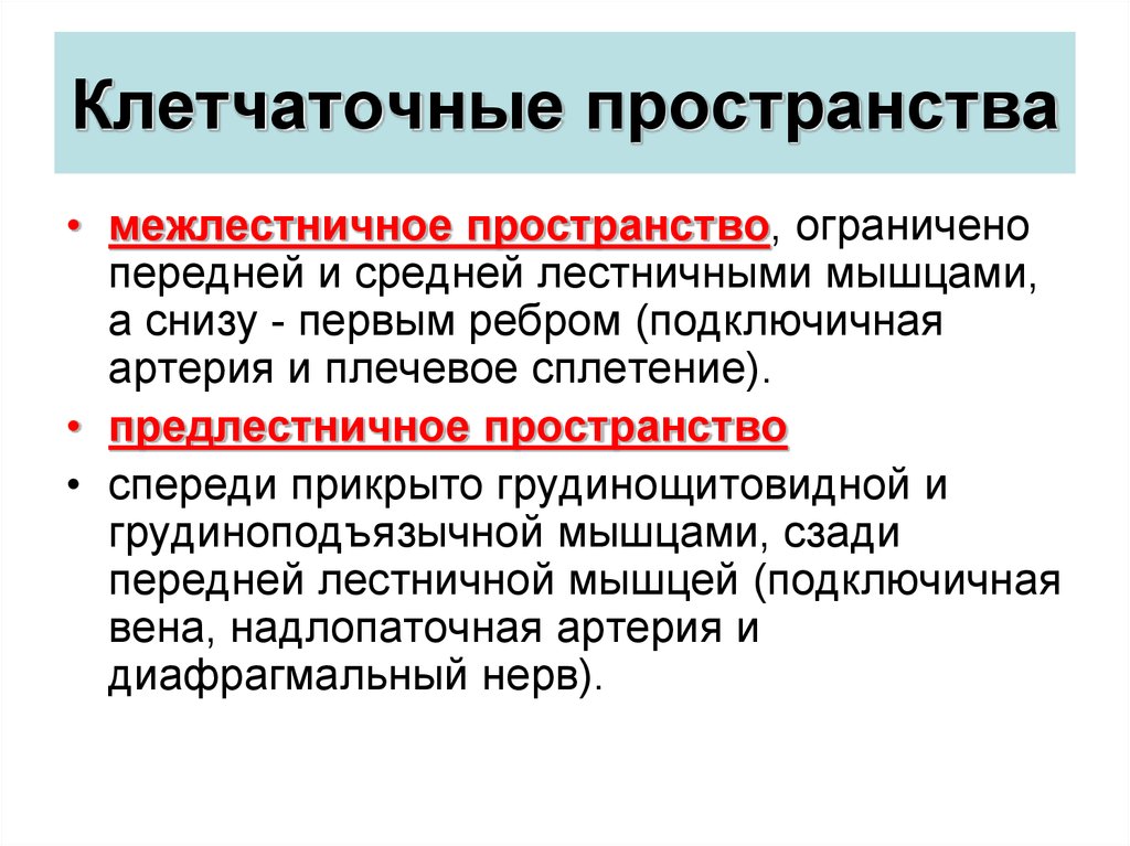 Пространство содержит. Межлестничное пространство. Межлестничное пространство шеи. Топографическая анатомия предлестничного промежутка. Межлестничное клетчаточное пространство шеи.