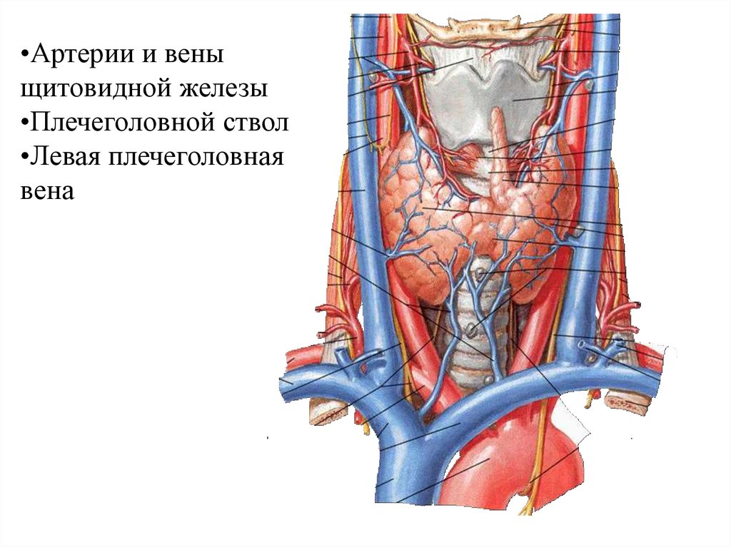 Артерии щитовидной железы. Плечеголовной ствол Вена. Плечеголовные вены анатомия. Левая плечеголовная Вена топография. Верхняя щитовидная артерия анатомия.