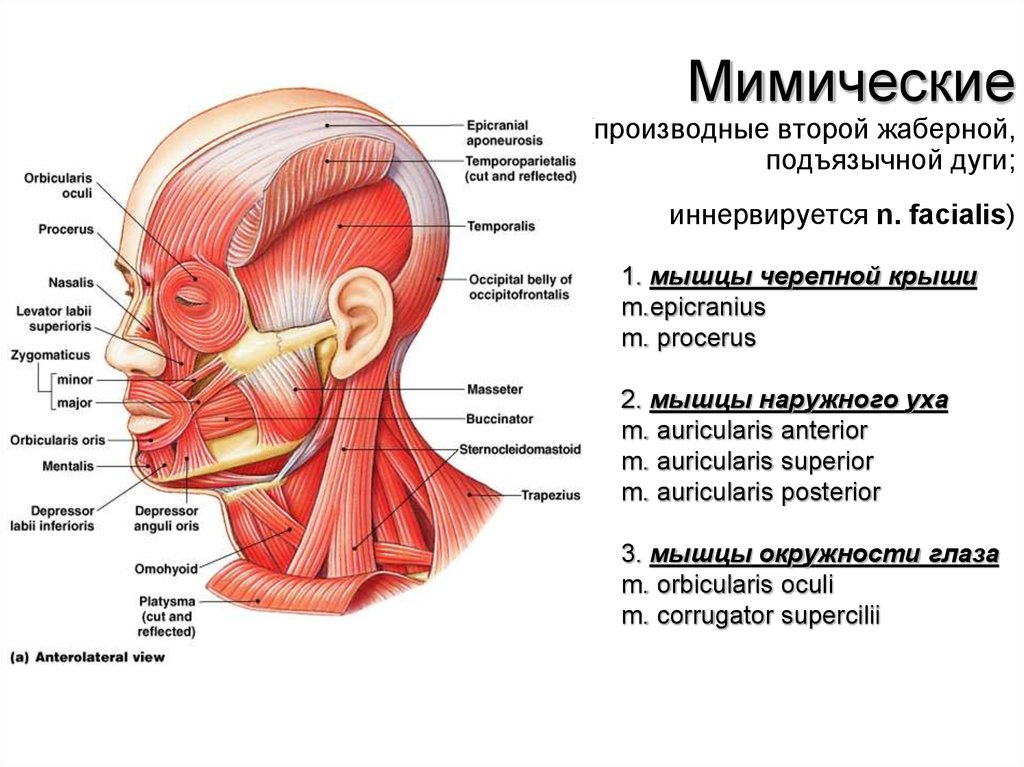 Познакомиться С Функцией Мимических Мышц