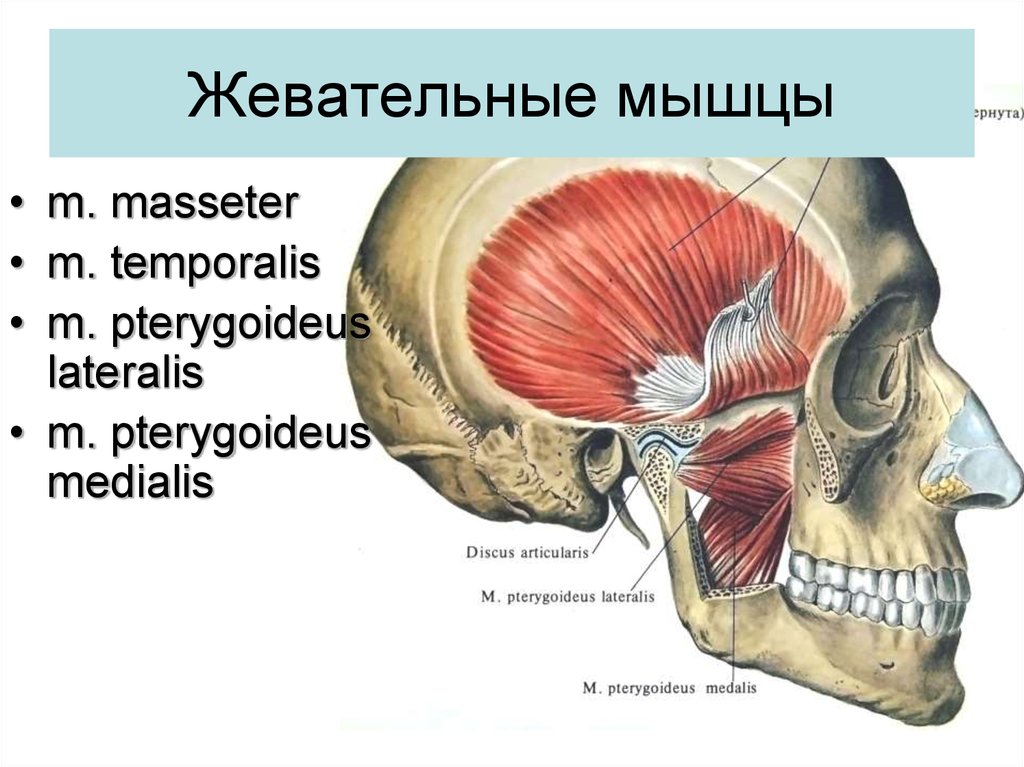 Жевательные мышцы схема