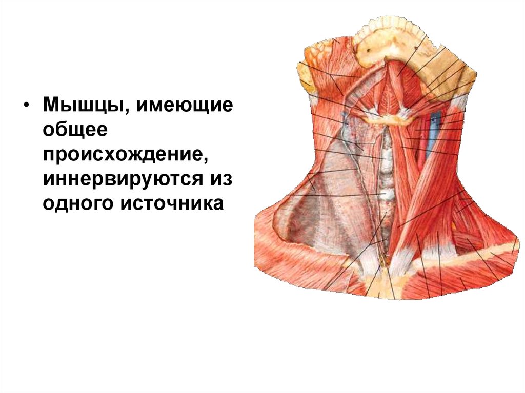 Мышцы шеи анатомия. Функциональная анатомия мышц шеи. Лестничные мышцы шеи анатомия. Функциональная анатомия мышц головы.