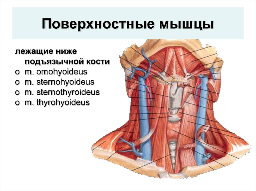 Мышцы расположенные ниже подъязычной кости