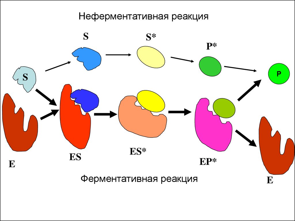 Тест на ферменты. Механизм действия ферментов биохимия схема. Схема ферментативной реакции. Схема ферментативного катализа. Схема механизма ферментативной реакции.