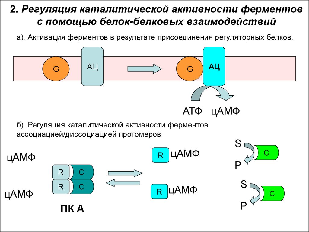2. Регуляция каталитической активности ферментов с помощью белок-белковых взаимодействий