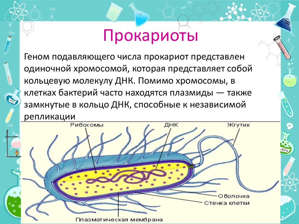 Прокариоты биология 5. Клетка бактерии прокариоты. Строение клетки прокариот бактерии. Строение хромосомы прокариотической клетки. Царство прокариотической клетки.