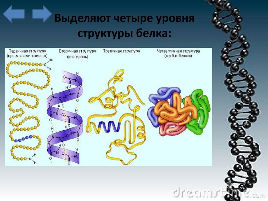 Химическая связь образующая первичную структуру белка. Структура белков. Структуры белка. Первичная структура белка. Структура белка биология.