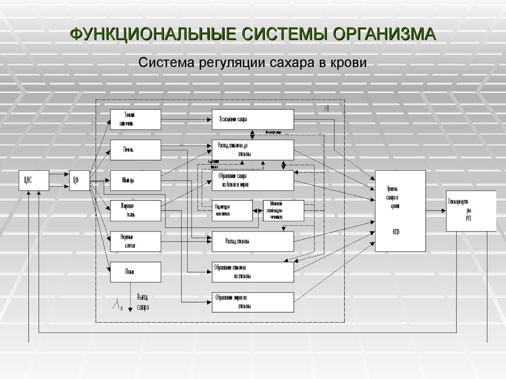 Функциональные системы организма это