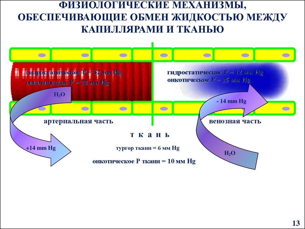 Механизм обеспечивающие. Механизмы обмена жидкостью между кровью и тканями. Физиологические механизмы обеспечивающие обмен жидкость. Обмен жидкости в капиллярах.