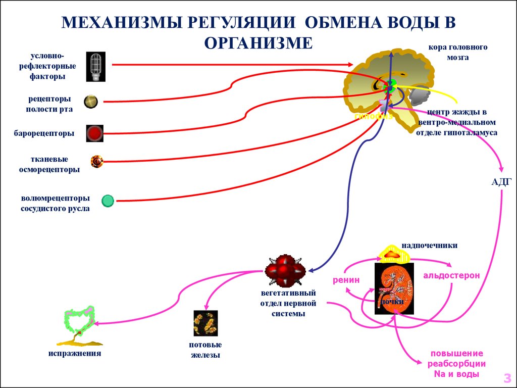 Регуляция водно-электролитного баланса в организме. Водно-солевой обмен схема. Нарушение водно-солевого обмена патофизиология.