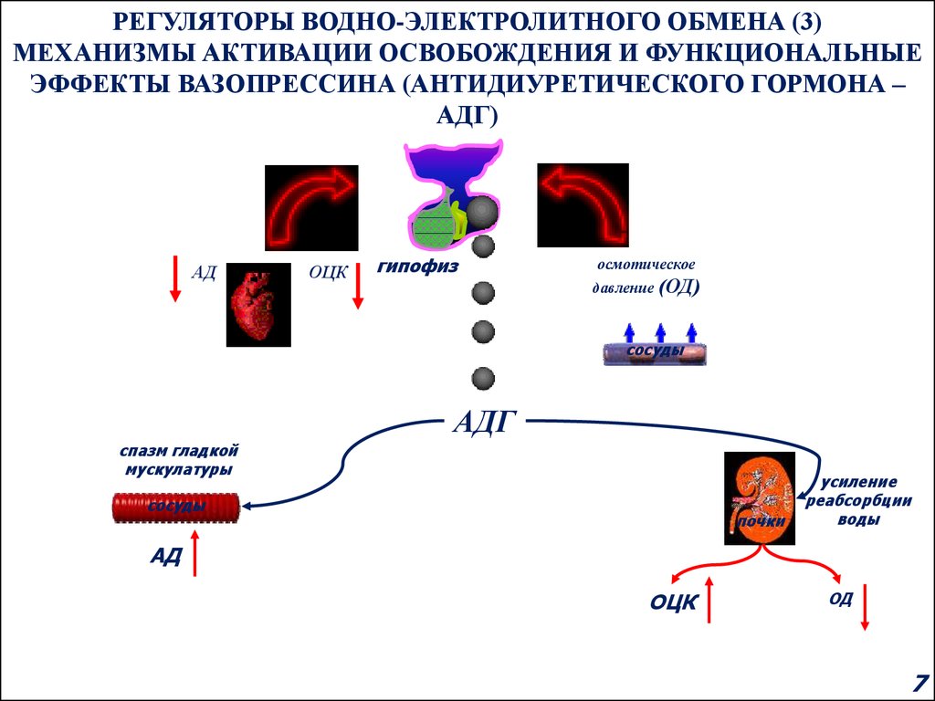 Водно солевой обмен регулируют гормоны. Регуляторы водно-электролитного обмена. Эффекты вазопрессина физиология. Эффекты АДГ (вазопрессина). Водно-Электролитный обмен.