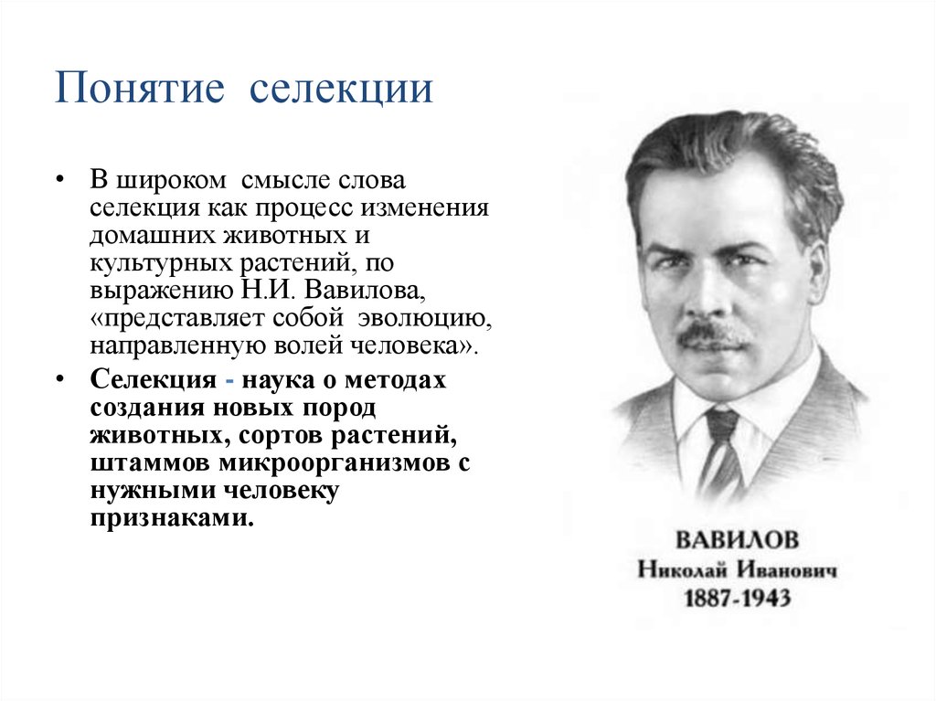 Что такое селекция. Основоположник селекции. Селекционеры животных ученые. Селекция людей. Селекция Вавилова.