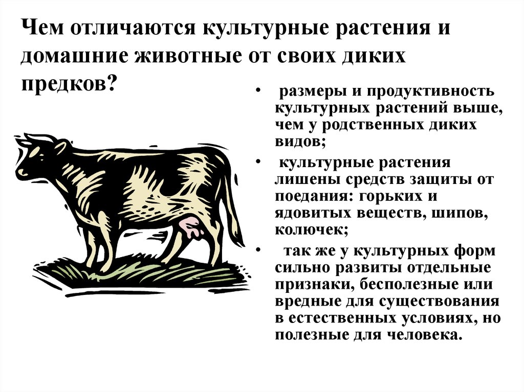 Чем отличаются дикие. Дикие предки сельскохозяйственных животных. Домашние животные отличаются от своих диких предков. Культурные растения и домашние животные отличия от диких предков. Отличие диких животных от домашних.