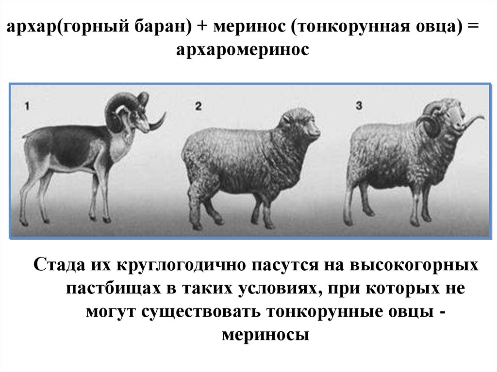 Селекция порода животных. Тонкорунные овцы меринос + дикий баран Архар = архаромеринос. Селекцияживтоных тонкокурые овцы. Архаромеринос породы Баранов. Архаромеринос порода овец.