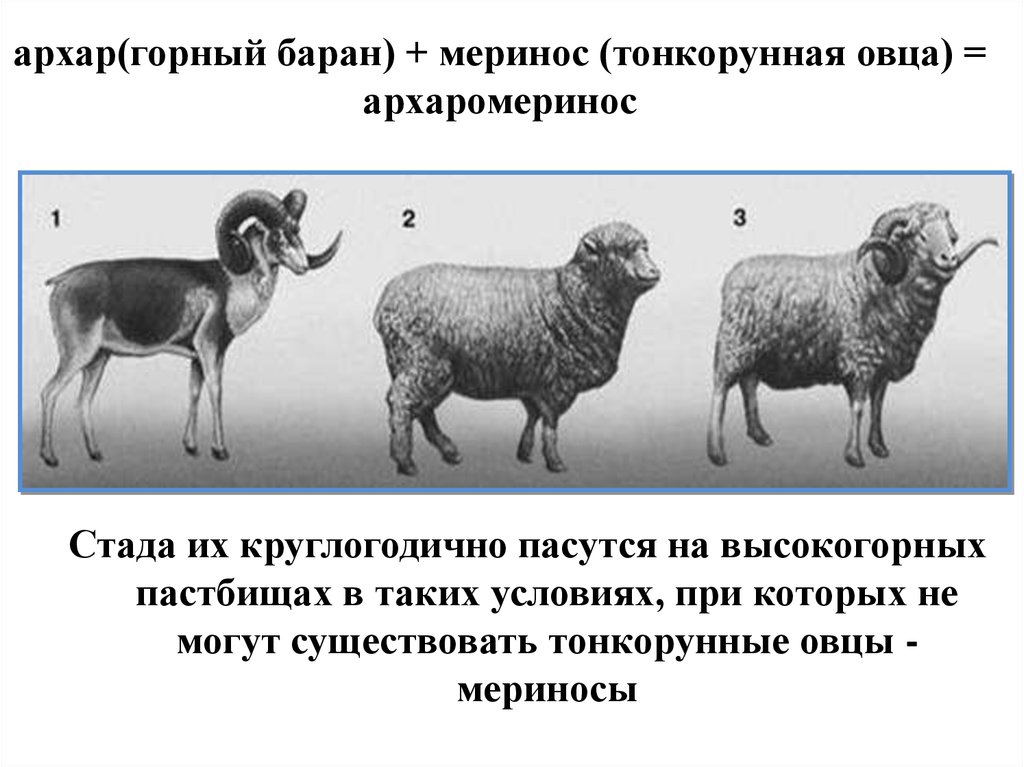 Дикий предок овцы. Тонкорунные овцы меринос + дикий баран Архар = архаромеринос. Архаромеринос породы Баранов. Архаромеринос порода овец. Казахский архаромеринос порода овец.