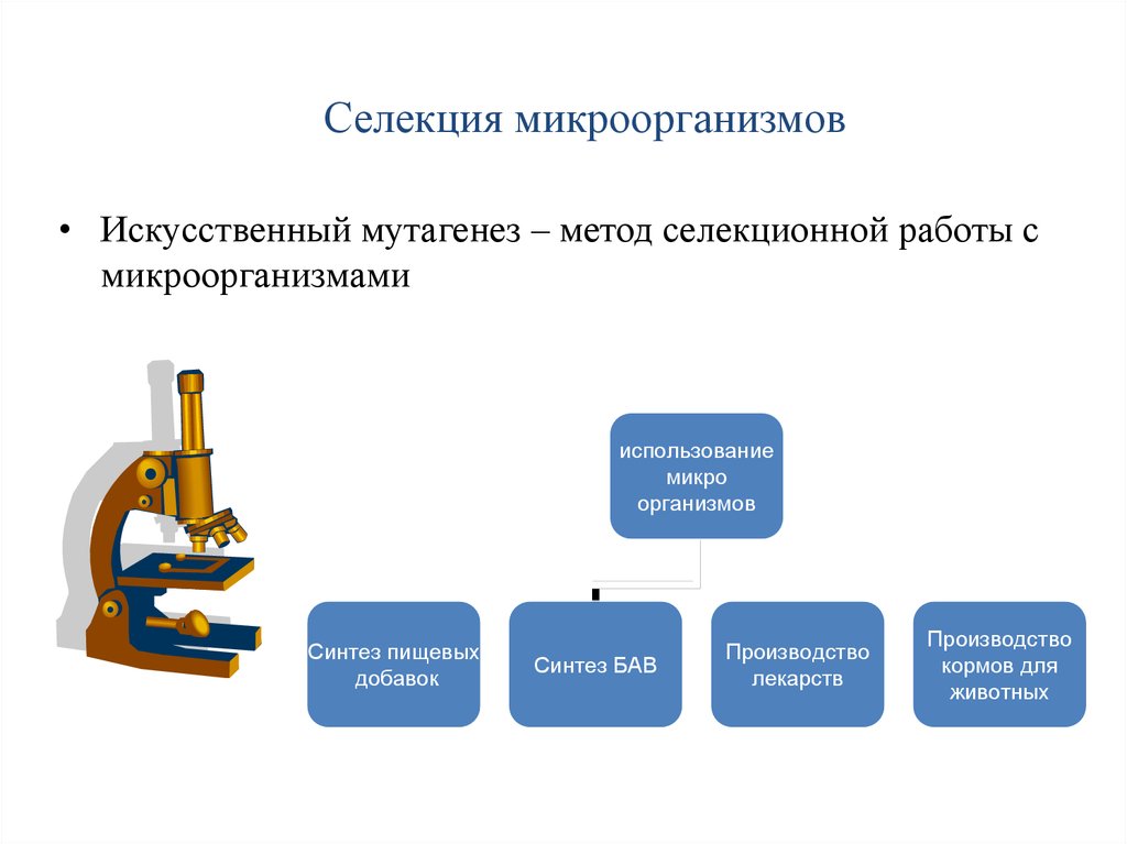 Селекция микроорганизмов презентация 10 класс