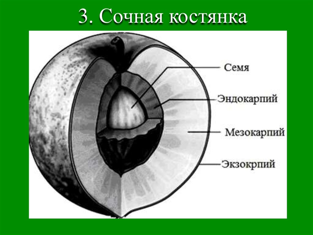 Строение плода. Плод костянка строение. Эндокарпий и мезокарпий. Строение плода однокостянки. Строение плода мезокарпий.