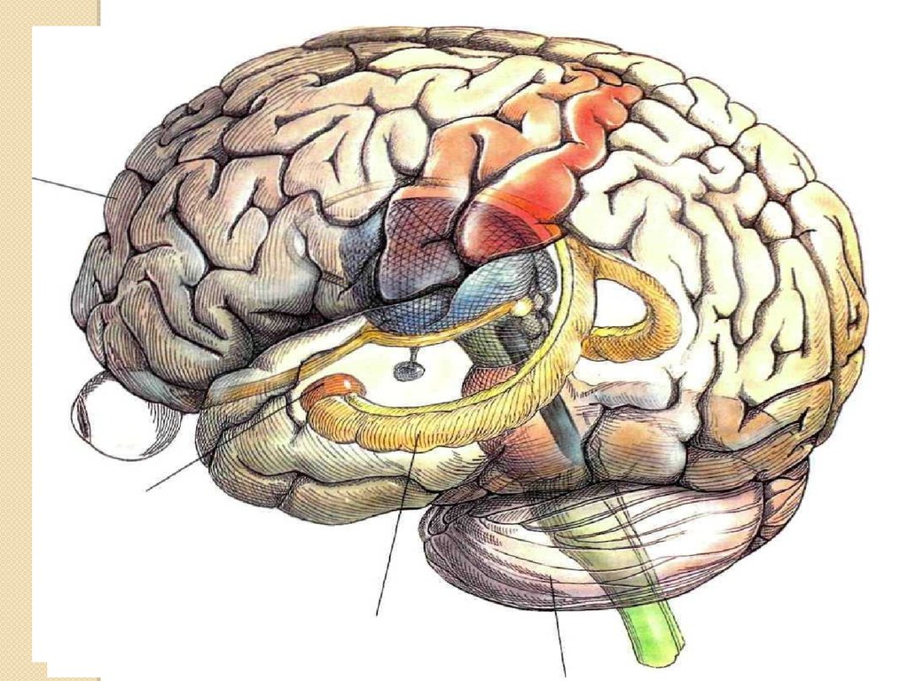 Brain год. Нейропсихологическая и нейрофизиологическая основа. Нейрофизиологические механизмы памяти. Нейрофизиологические линии. Нейрофизиологические упражнения.