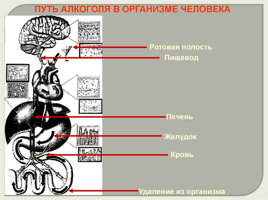 Ротовая полость пищевод. Путь алкоголя в организме человека. Движение алкоголя в организме человека схема. Путешествие алкоголя по организму. Выработка эндогенного алкоголя в организме человека:.