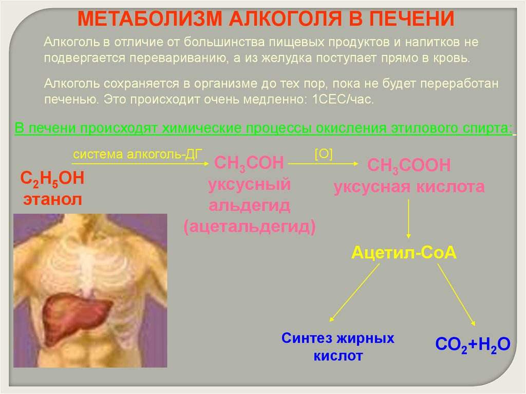 Различия в обмене веществ. Метаболизм спирта в организме человека. Метаболизм этилового спирта в организме.