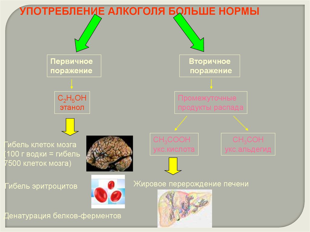 Промежуточные продукты распада белков. Первичные и вторичные поражения. Продукт распада у животных??. Продукты для клеток мозга.