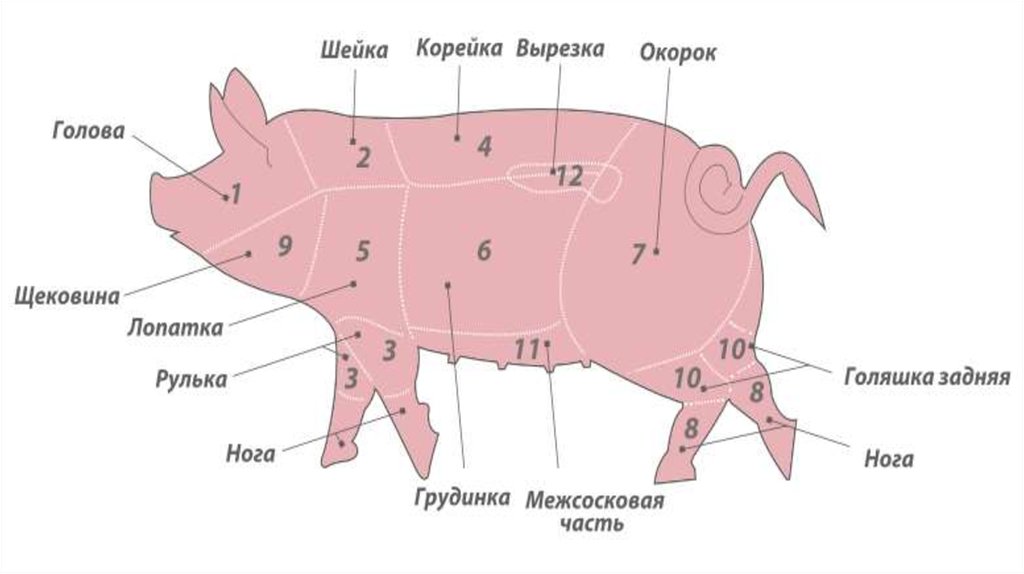Туша свинины схема разделки