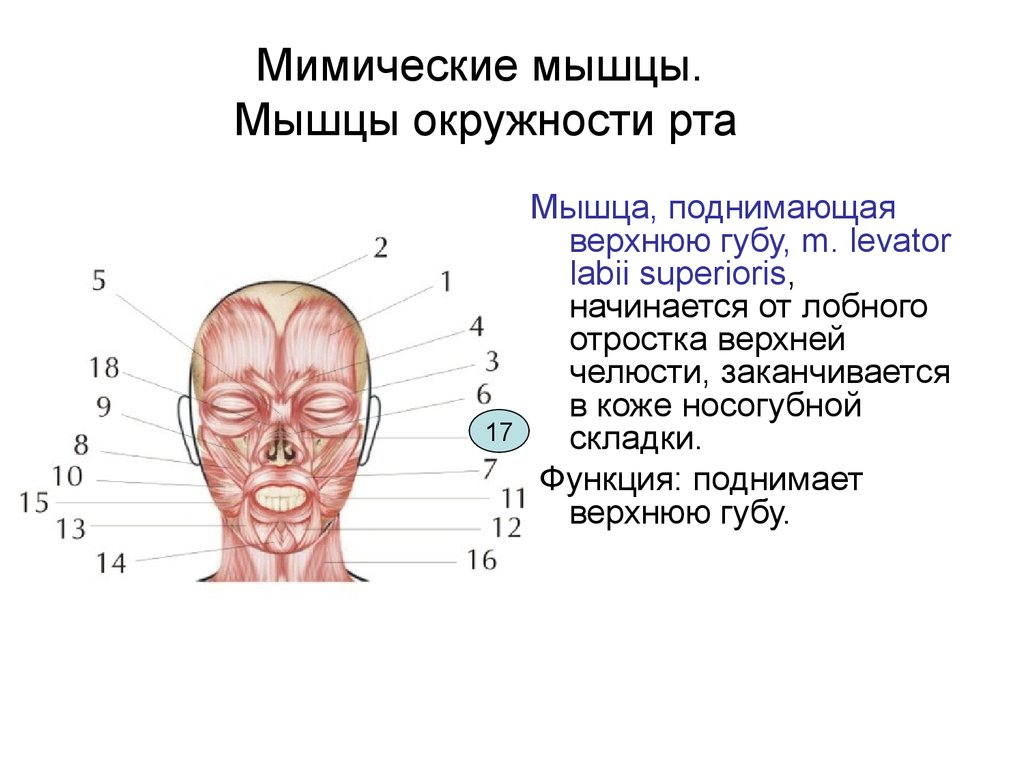 Познакомиться С Функцией Мимических Мышц