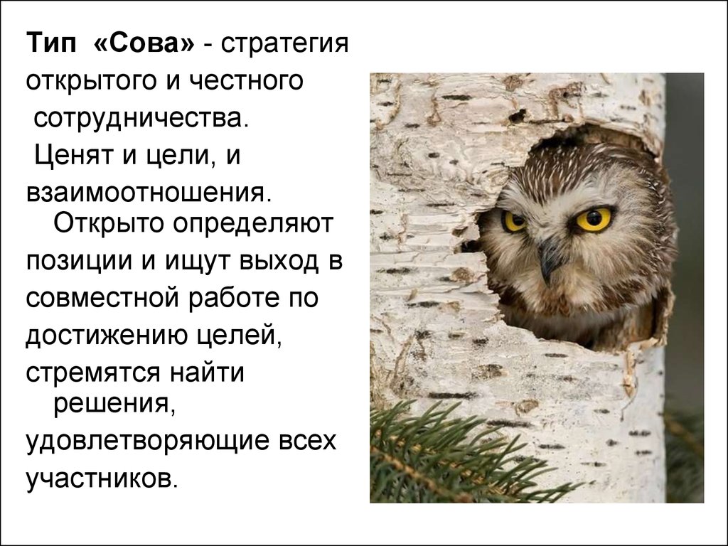 Открой определить. Сова стратег. Сова и стратегия. Анекдот про сову стратега. Сова не стратег.