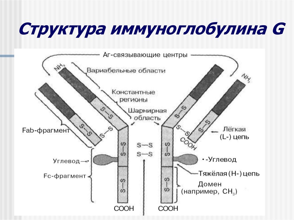 Схема иммуноглобулина