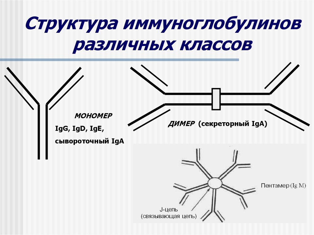 Иммуноглобулин слизистых оболочек. Схема строения секреторного иммуноглобулина а. Иммуноглобулин а димер. Иммуноглобулин а мономер и димер. Строение мономера иммуноглобулина.