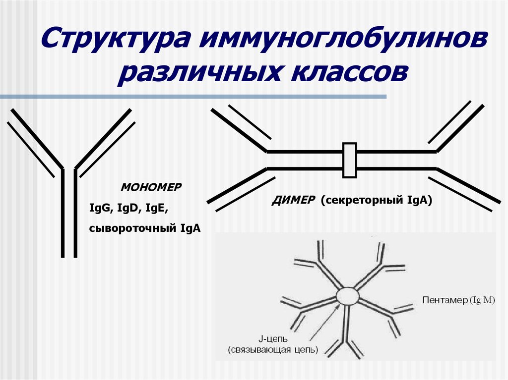 Секреторный иммуноглобулин а