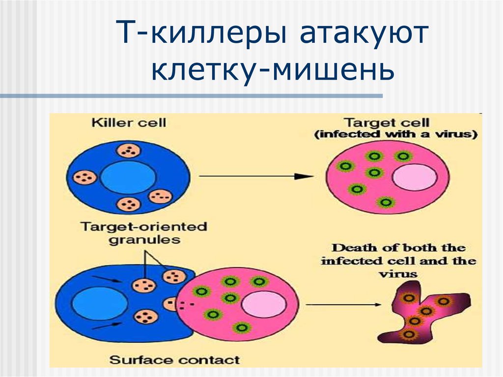 T killer. Т киллеры клетки. Клеточный иммунитет т киллеры. Т киллеры иммунология. Функции t киллеров.