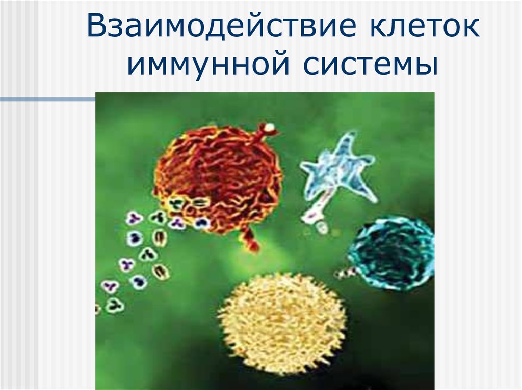 Взаимодействие клеток. Взаимодействие клеток иммунной системы. Взаимодействие между клетками. Иммунной системы. Презентация на тему взаимодействие клеток.