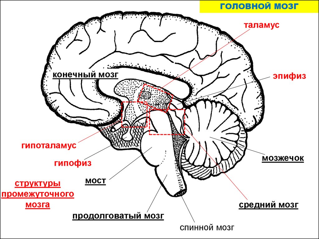 Каким номером на рисунке обозначен продолговатый мозг. Головной мозг продолговатый средний задний промежуточный. Продолговатый мозг,мост,средний мозг, мозжечок,промежуточный. Строение мозга мозжечок мост. Схема головной мозг продолговатый мозг мост мозжечок.