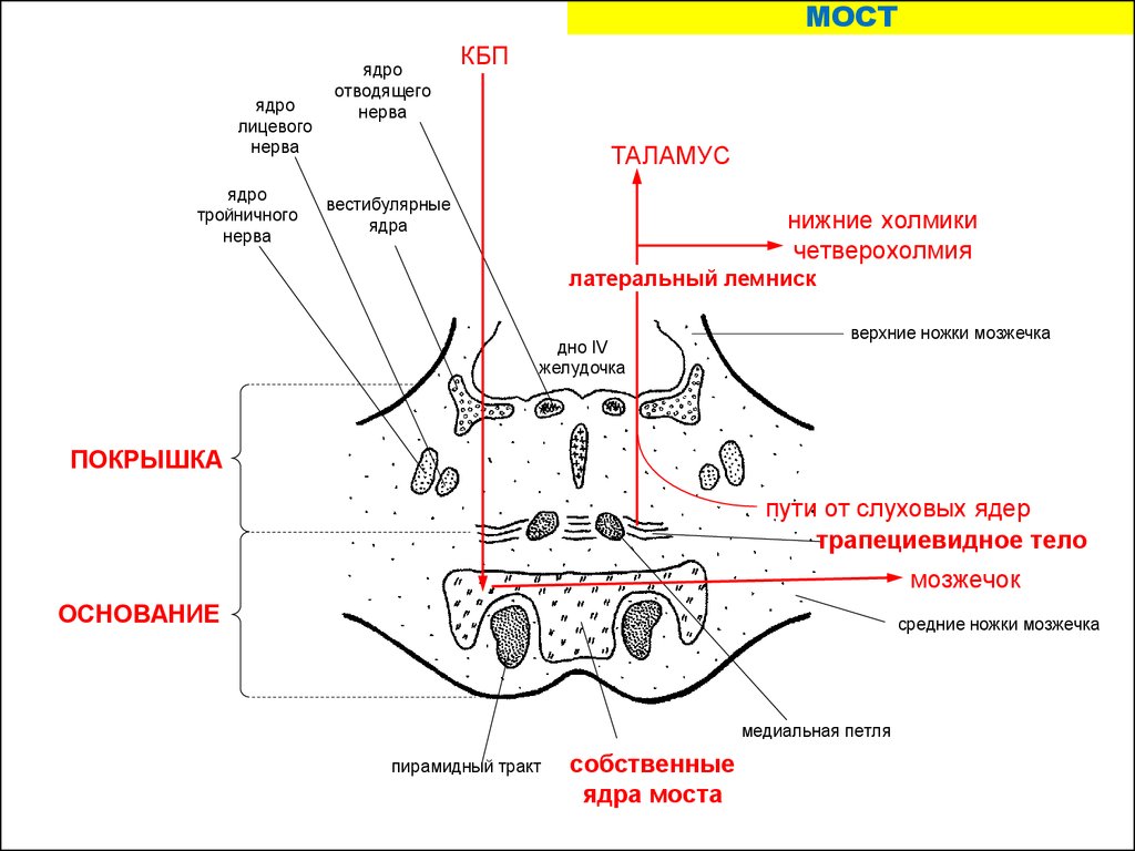 Трапециевидное тело. Ядра моста анатомия. Проводящие пути варолиева моста. Ядра моста строение. Проводящие пути моста анатомия.