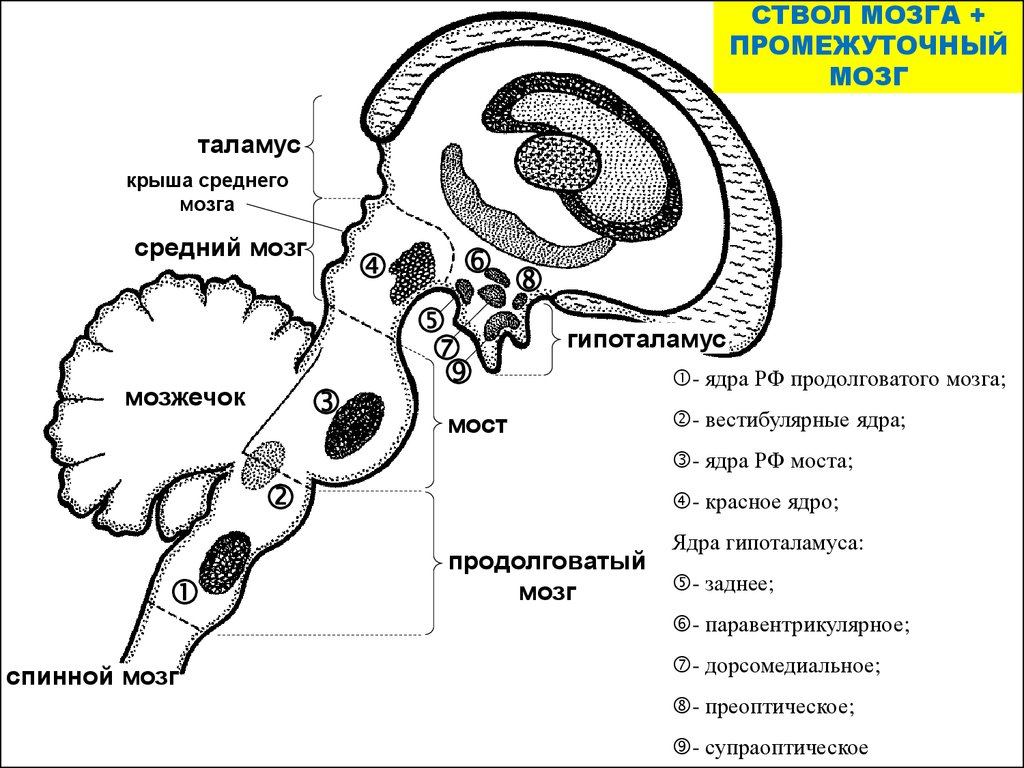 Вестибулярные ядра ствола мозга это вторичный центр