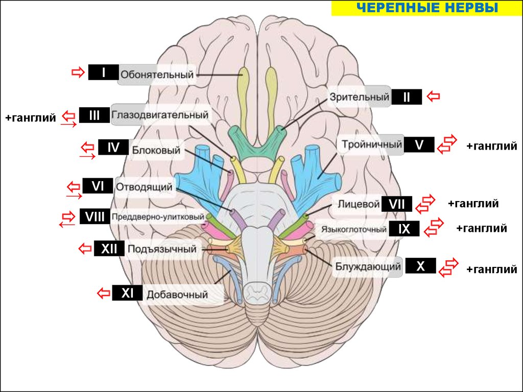 Названия черепных нервов. Схема 12 пар ЧМН. Выход 12 пар черепно-мозговых нервов. Иннервация 12 черепных нервов. 12 Пар черепных нервов схема.