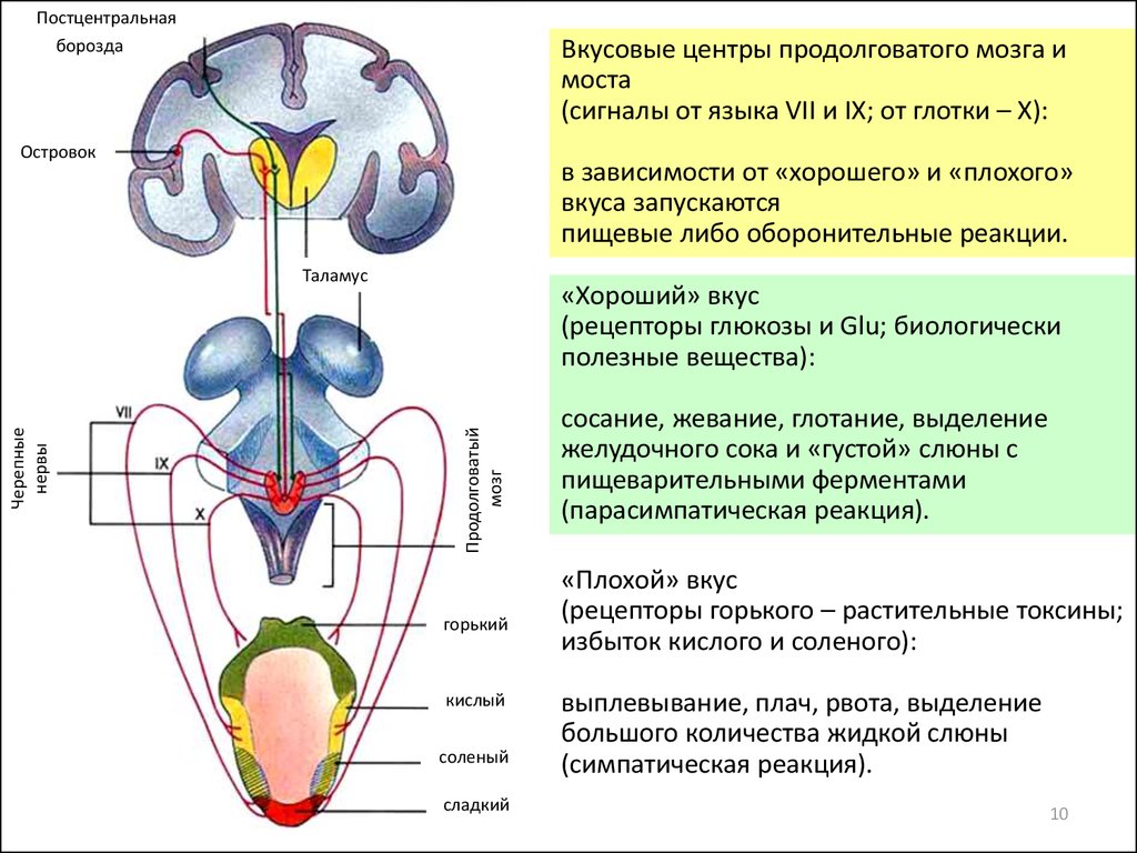 Ядра черепных нервов продолговатого мозга. Центры продолговатого мозга. Вкусовой центр в головном мозге. Центры продолговатого мозга и моста. Нервные центры продолговатого мозга.
