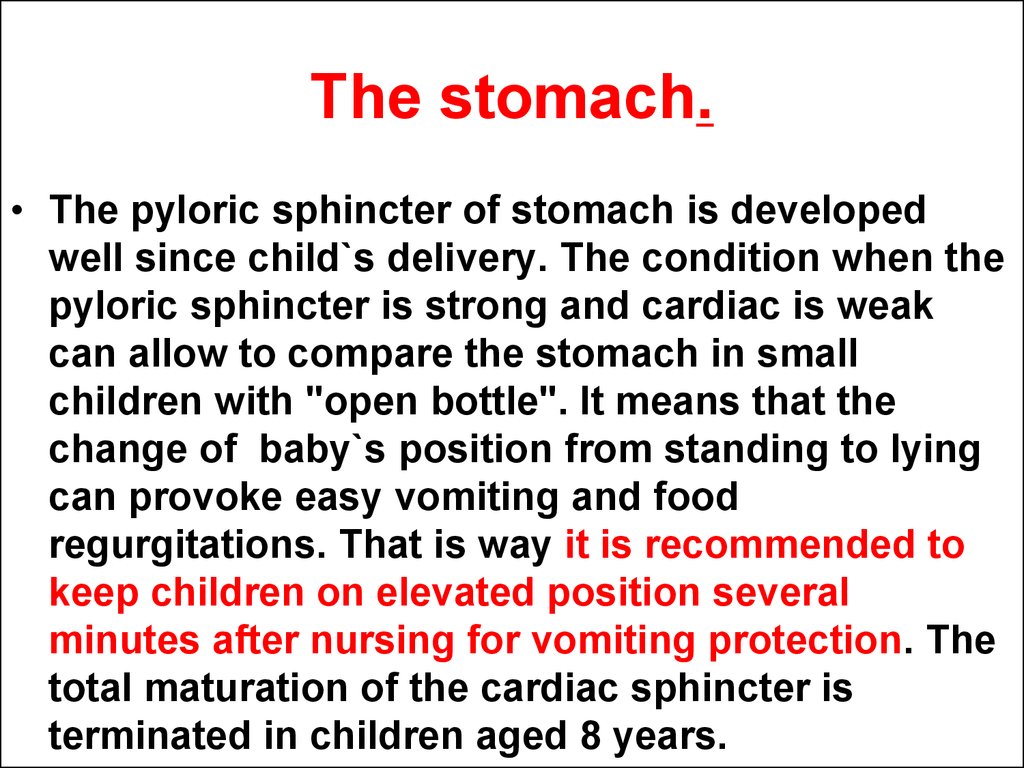 The stomach.