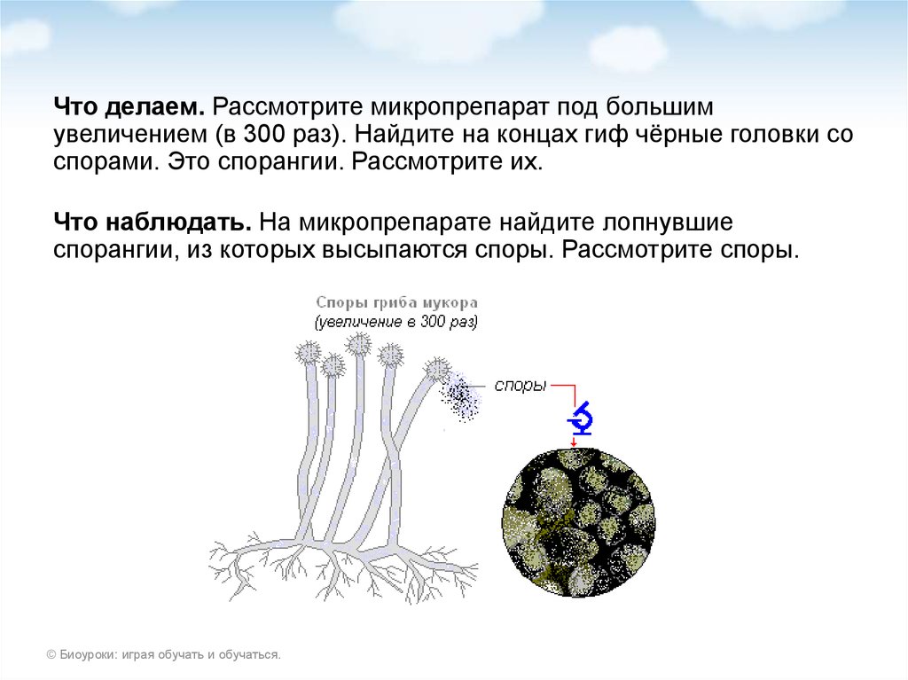 Строение плесневого гриба-мукора - презентация онлайн