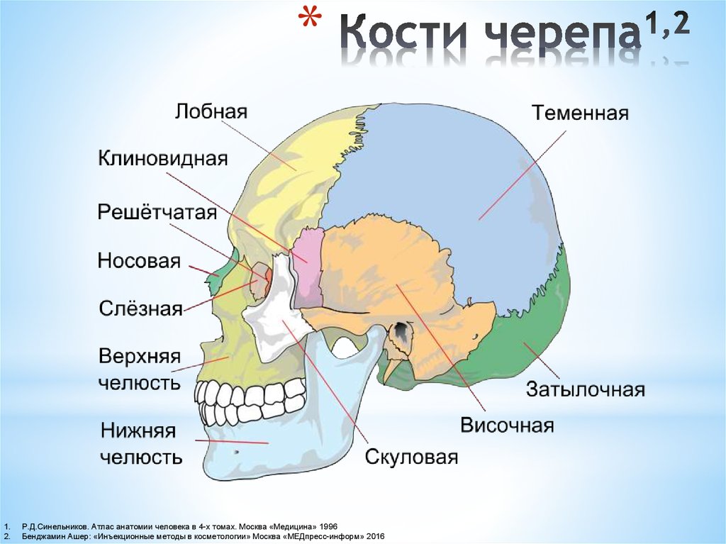 Кости черепа1,2