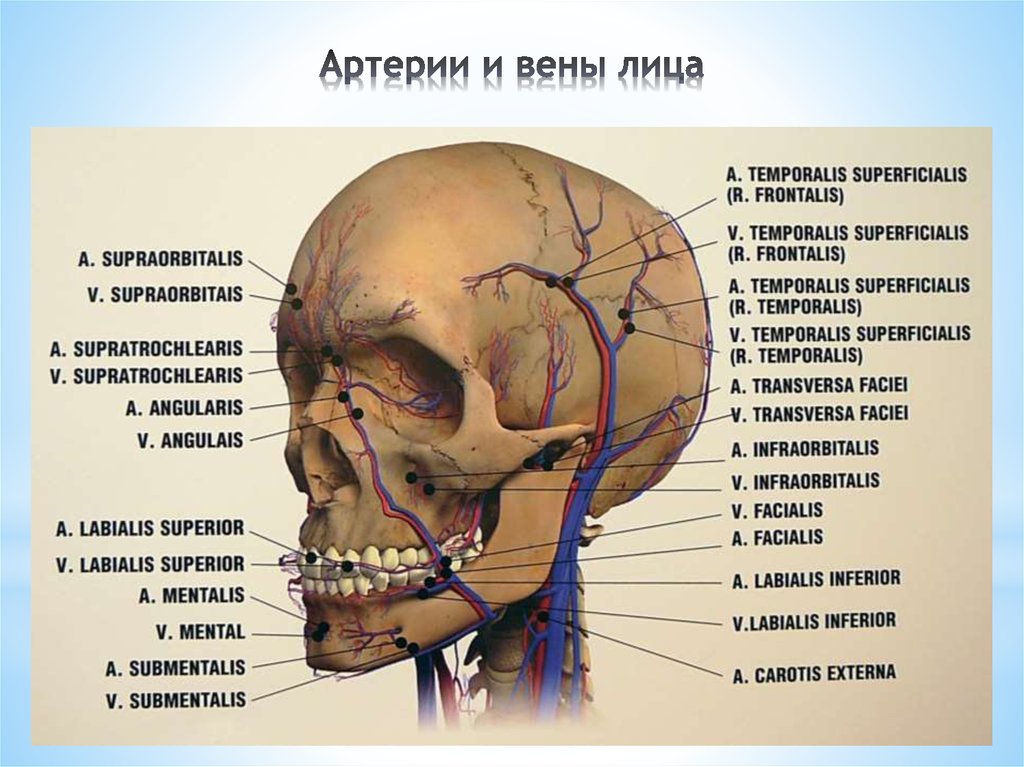 Вены на лице. Поверхностная височная Вена. Кровоснабжение лица анатомия. Лицевая артерия анатомия.