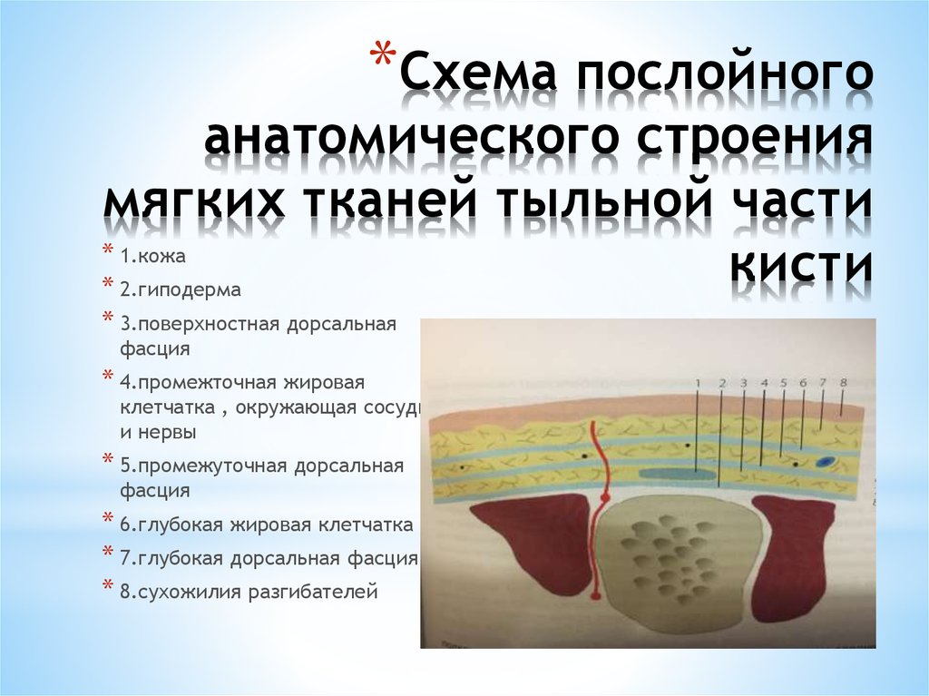 Схема послойного анатомического строения мягких тканей тыльной части кисти