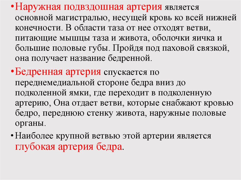 Является глубокое. Топография артерий по Лесгафту. Наружные половые органы снабжаются кровью. Акценты над магистральными артериями обусловлены тест.